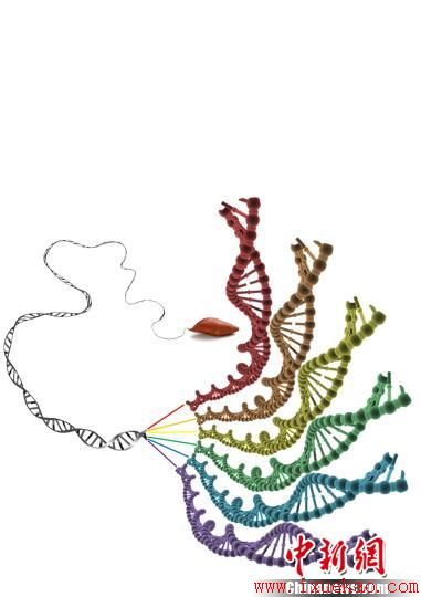 中德科学家揭示甘薯起源“谜题” 有助保障粮食安全